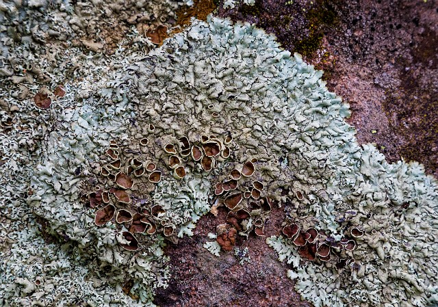 150Lichen 19-7020.jpg